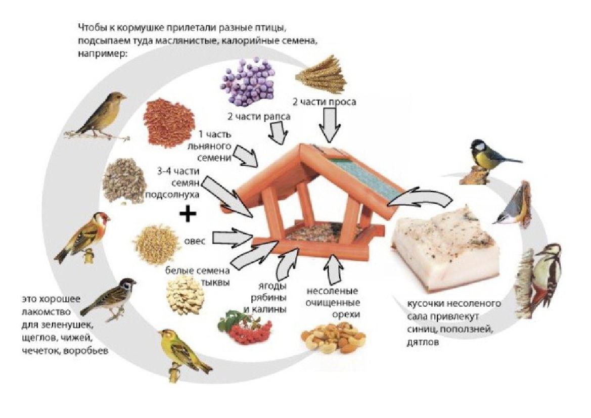 Какой корм дают. Какую крупу сыпать в кормушку для птиц зимой. Каким кормом кормят птиц. Каким кормом надо кормить птиц зимой. Корм зимующих птицах для дошкольников.